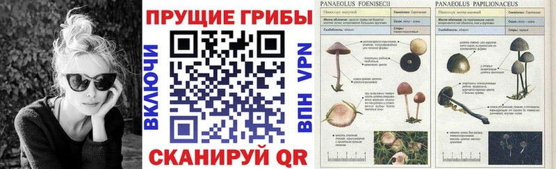 мега как войти  Кузнецк  Псилоцибиновые грибы GOLDEN TEACHER 
